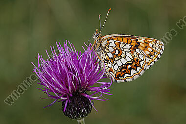 Baldrian-Scheckenfalter