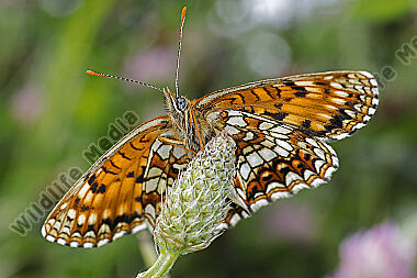 Baldrian-Scheckenfalter