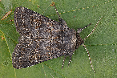 Dunkelbraune-Lolcheule