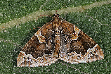 Dunkelbrauner Haarbüschelspanner