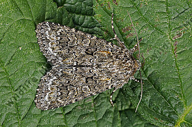 Dunkelgelbe Nelkeneule