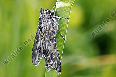 Dunkelgrauer Goldaster-Mönch