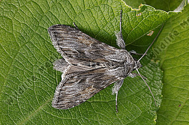 Dunkelgrauer Goldaster-Mönch