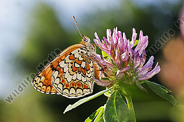 Flockenblumen-Scheckenfalter