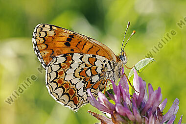 Flockenblumen-Scheckenfalter