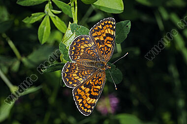 Flockenblumen-Scheckenfalter