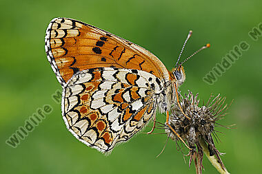 Flockenblumen-Scheckenfalter