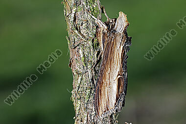 Königskerzen-Mönch