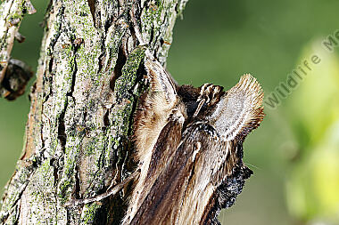 Königskerzen-Mönch