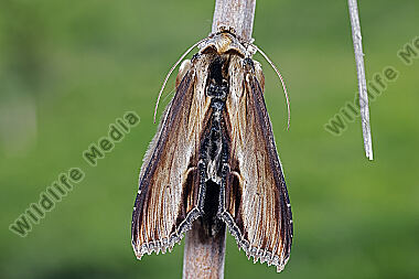 Königskerzen-Mönch