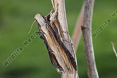 Königskerzen-Mönch