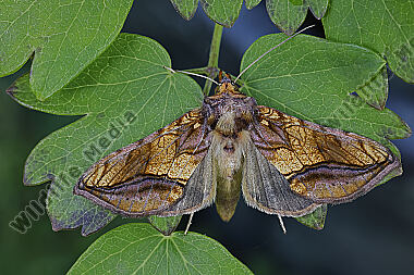 Große Wiesenrauten-Goldeule