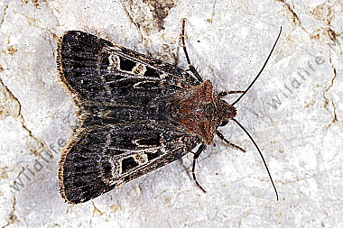 Schwarzbraune Alpen-Erdeule