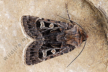 Schwarzbraune Alpen-Erdeule