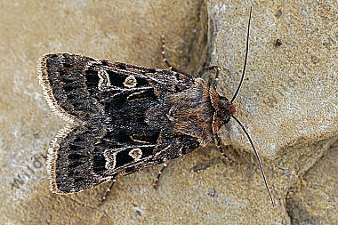 Schwarzbraune Alpen-Erdeule