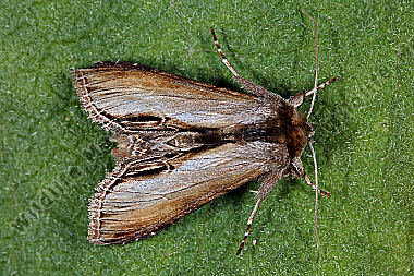 Später Königskerzen-Mönch