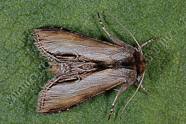 Später Königskerzen-Mönch