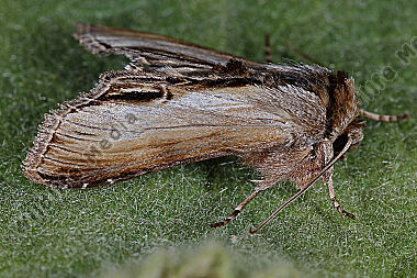 Später Königskerzen-Mönch