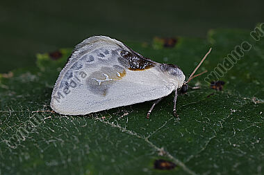 Weißer Sichelflügler