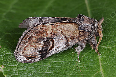 Zickzack-Zahnspinner