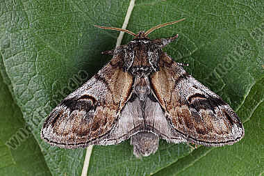 Zickzack-Zahnspinner