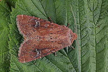 Ziegelrote Grasbüscheleule