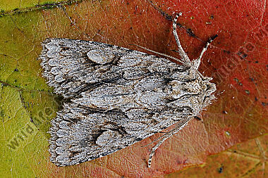 Zweifleckige Plumpeule