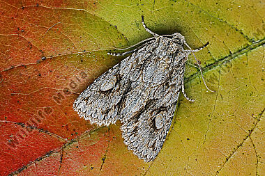 Zweifleckige Plumpeule