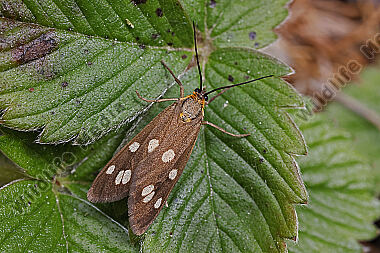 Kleines Braunwidderchen