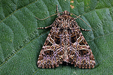 Violettbraune Kapseleule