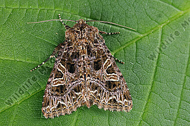 Violettbraune Kapseleule