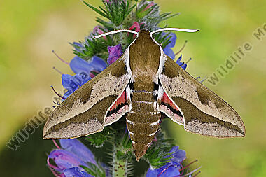 Wolfsmilchschwärmer