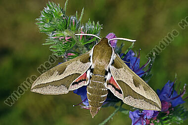 Wolfsmilchschwärmer