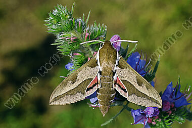 Wolfsmilchschwärmer