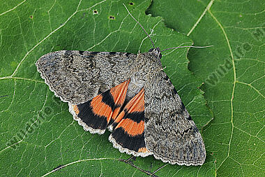 Orangenes Ordensband