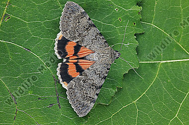 Orangenes Ordensband