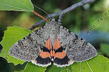 Orangenes Ordensband