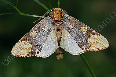 Östlicher Mondvogel