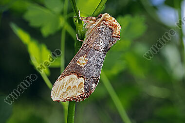 Östlicher Mondvogel