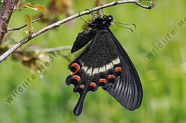Schwalbenschwanz Papilio maackii Weibchen