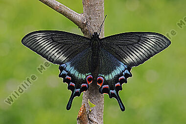 Schwalbenschwanz Papilio maackii Weibchen
