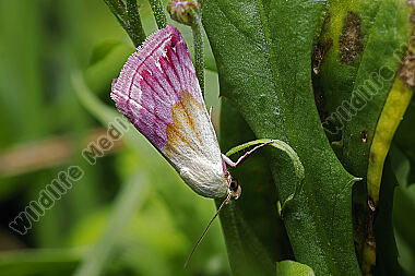 Purpur-Prachteulchen