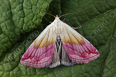 Purpur-Prachteulchen