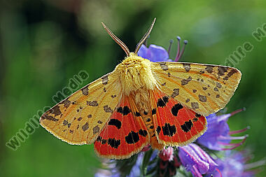 Purpurbär Männchen