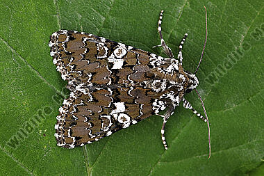 Weißgefleckte Nelkeneule