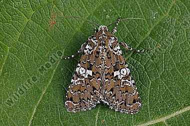 Weißgefleckte Nelkeneule