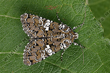 Weißgefleckte Nelkeneule