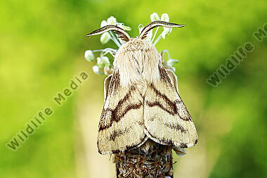 Wolfsmilch-Ringelspinner Männchen