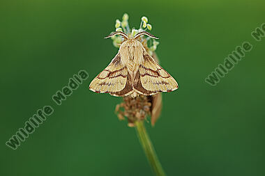 Wolfsmilch-Ringelspinner Männchen