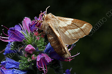 Wolfsmilch-Ringelspinner Weibchen
